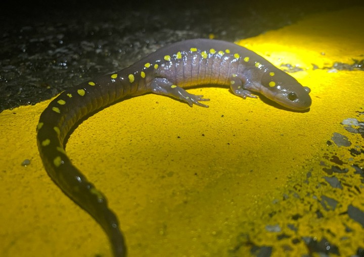 Spotted Salamander